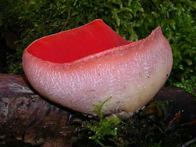 2005 :  Un anno di funghi